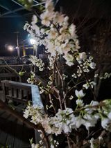 팜모닝 자유주제·자유게시판 게시글 이미지