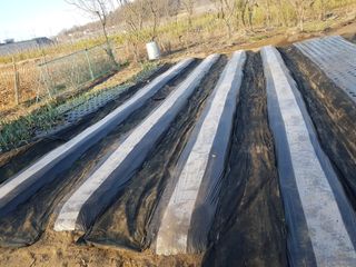 김애승님의 양파 · 영농일지 작성글 사진