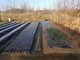 김애승님의 양파 · 영농일지 작성글 사진