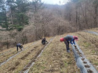 장봉덕님의 기타작물 · 영농일지 작성글 사진