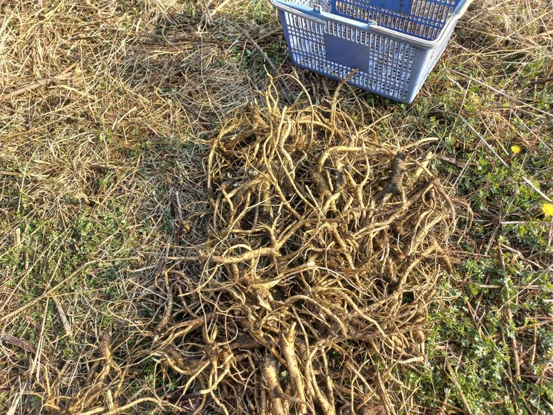 정종희님의 장터 판매 상품 [으뜸슈퍼도라지3.4년생300키로이상] 첨부 사진