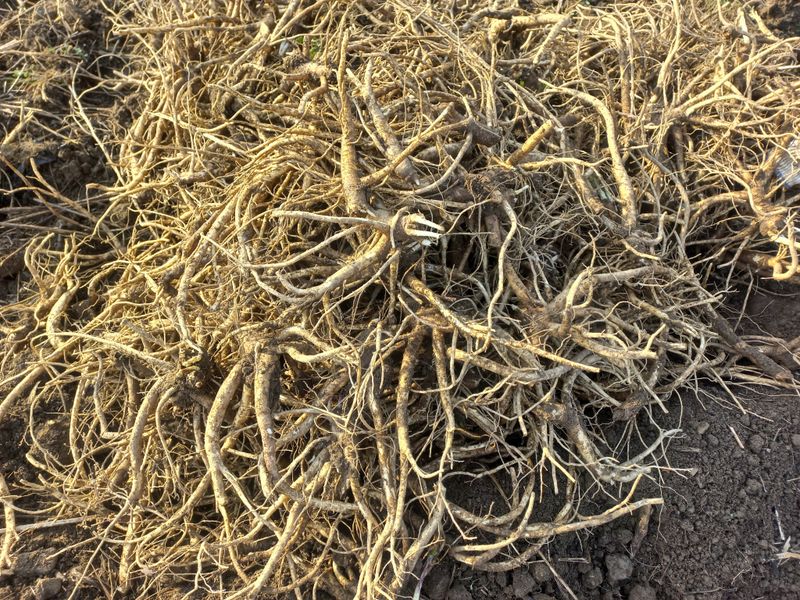 정종희님의 장터 판매 상품 [으뜸슈퍼도라지3.4년생300키로이상] 첨부 사진