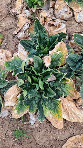 김성환님의 시금치 · 병해충상담 작성글 사진