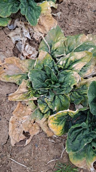 김성환님의 시금치 · 병해충상담 작성글 사진