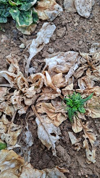 김성환님의 시금치 · 병해충상담 작성글 사진