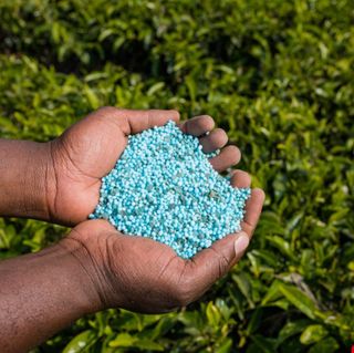 대산농사대장님의 양파 · 자유게시판 작성글 사진