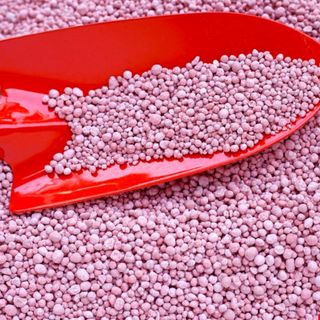 대산농사대장님의 양파 · 자유게시판 작성글 사진