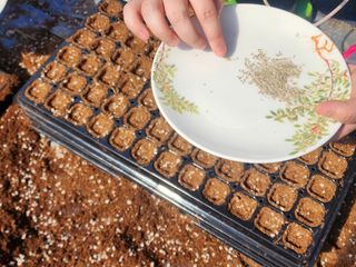 설악곰님의 호박 · 영농일지 작성글 사진