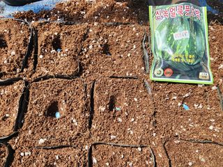 설악곰님의 호박 · 영농일지 작성글 사진