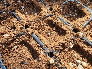 설악곰님의 호박 · 영농일지 작성글 사진