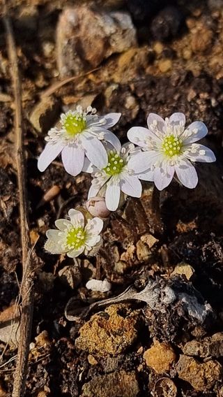 푸른꿈님의 자유주제 · 자유게시판 작성글 사진