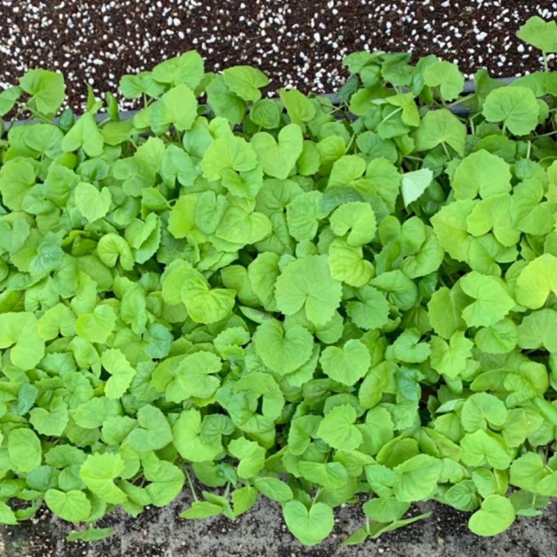 이기자원예종묘님의 장터 판매 상품 [토종곰취 모종 100개/50개/10개] 첨부 사진