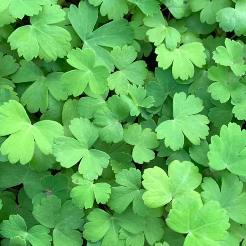 장터 상품 [방풍나물 모종 100개/50개/10개] 썸네일