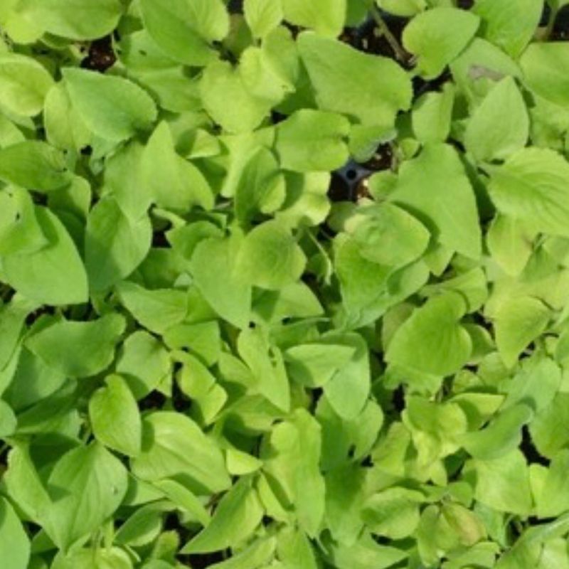 이기자원예종묘님의 장터 판매 상품 [곤드레 모종 100개/50개/10개] 첨부 사진