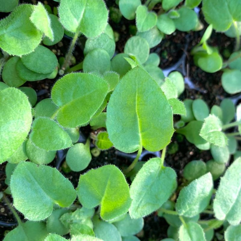 장터 상품 [참취(취나물) 모종 100개/50개/10개] 썸네일