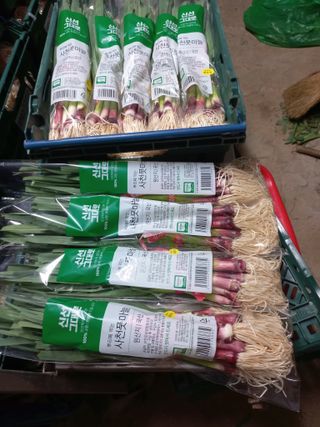 대원농장님의 마늘 · 일상 작성글 사진