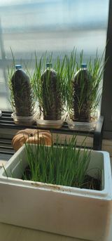 팜모닝 자유주제·자유게시판 게시글 이미지