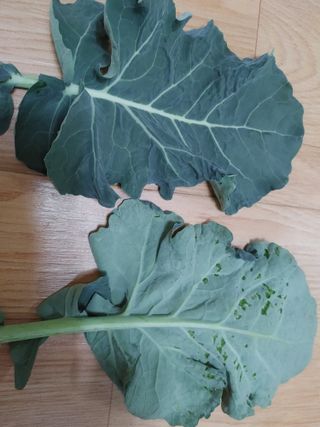 KJH님의 기타작물 · 병해충상담 작성글 사진