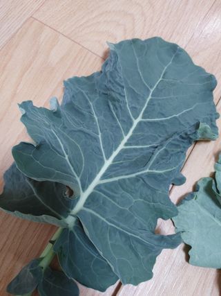 KJH님의 기타작물 · 병해충상담 작성글 사진