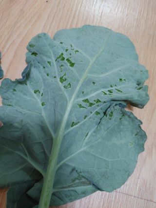 KJH님의 기타작물 · 병해충상담 작성글 사진