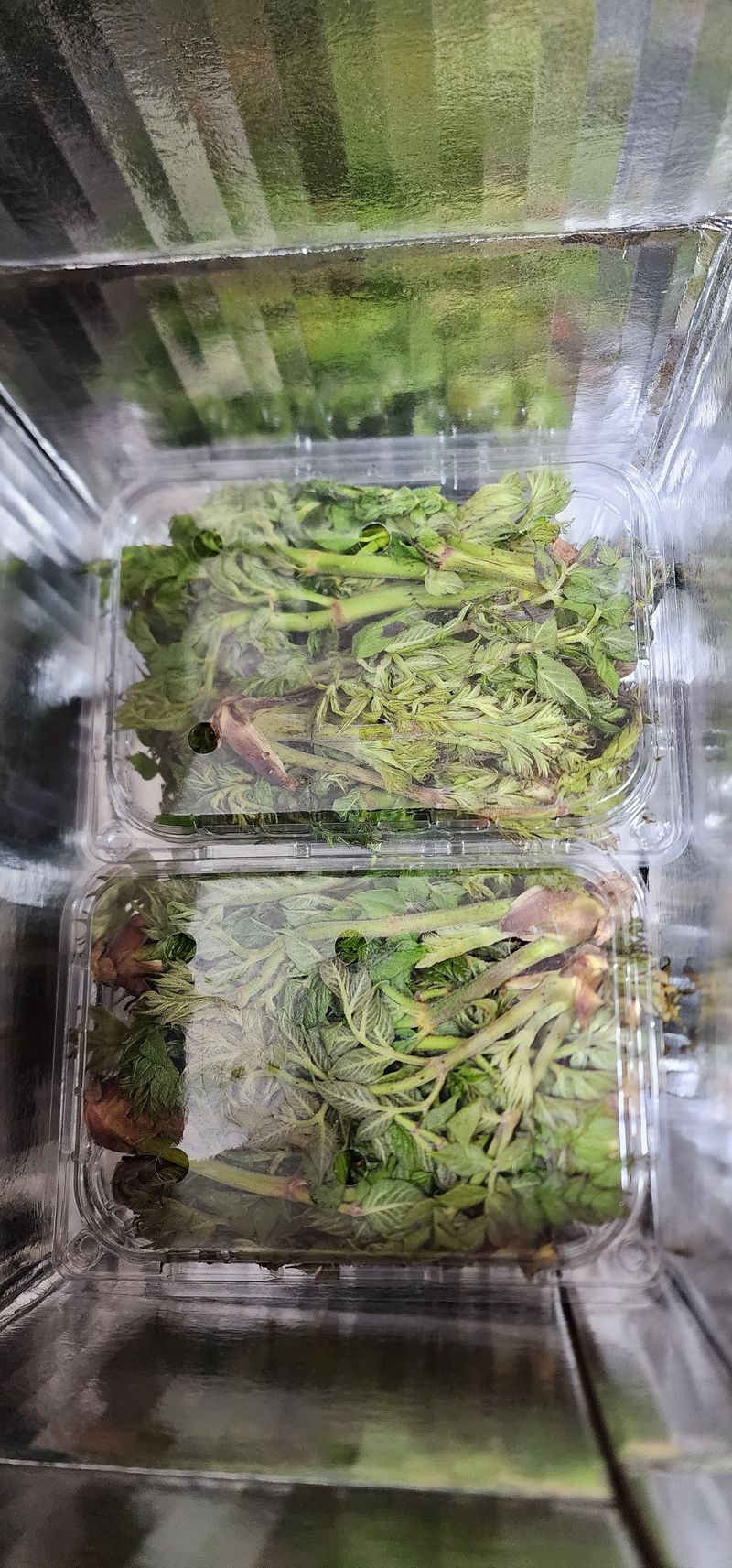 장터 상품 [산두릅 500g] 썸네일