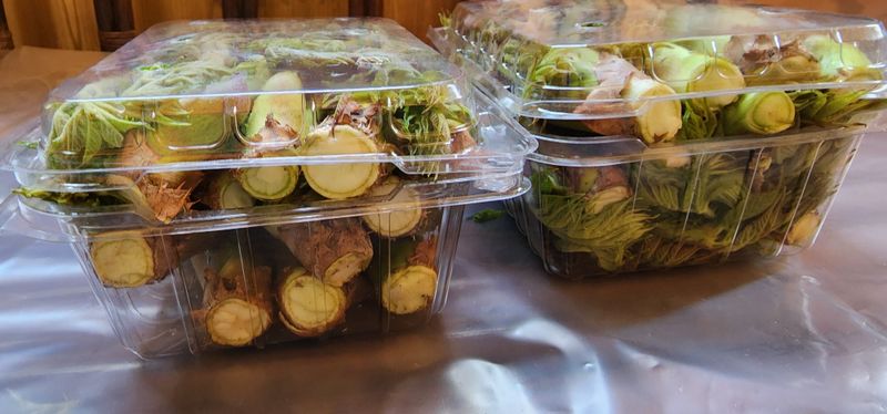 김우진님의 장터 판매 상품 [산두릅 500g] 첨부 사진