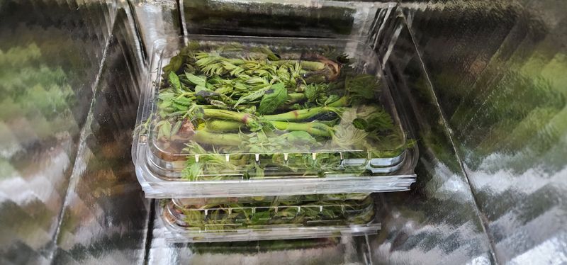 김우진님의 장터 판매 상품 [산두릅 500g] 첨부 사진