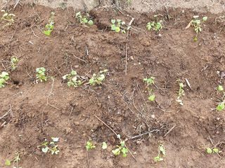 다온아띠농원 장현호님의 자유주제 · 자유게시판 작성글 사진