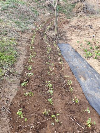 다온아띠농원 장현호님의 자유주제 · 자유게시판 작성글 사진