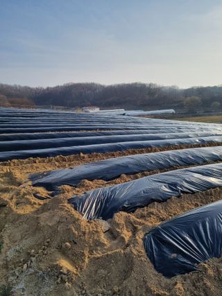 그린1505님의 옥수수 · 영농일지 작성글 사진