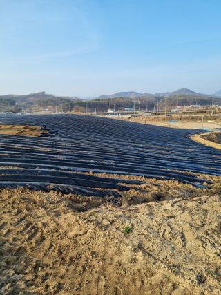 그린1505님의 옥수수 · 영농일지 작성글 사진