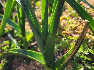 설악곰님의 마늘 · 영농일지 작성글 사진