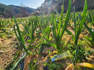 설악곰님의 마늘 · 영농일지 작성글 사진
