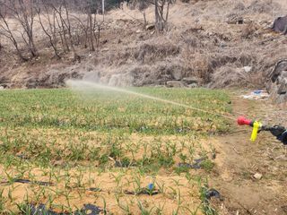 설악곰님의 마늘 · 영농일지 작성글 사진