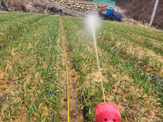 설악곰님의 마늘 · 영농일지 작성글 사진