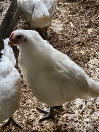 고추18330님의 자유주제 · 사진전 작성글 사진