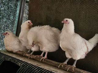 고추18330님의 자유주제 · 사진전 작성글 사진