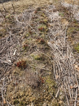 정영진 님의 기타작물 · 영농일지 작성글 사진