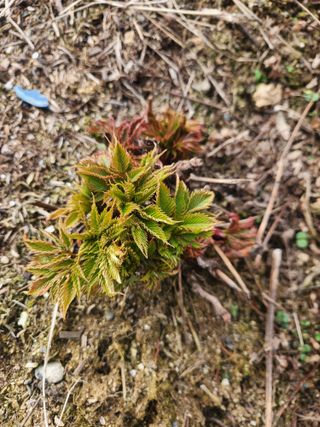 정영진 님의 기타작물 · 영농일지 작성글 사진