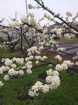 심무재 님의 자두·자유게시판 작성글 사진