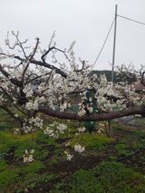 심무재 님의 자두·자유게시판 작성글 사진