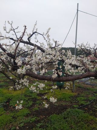 심무재 님의 자두 · 자유게시판 작성글 사진