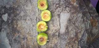 심무재 님의 자두 · 자유게시판 작성글 사진