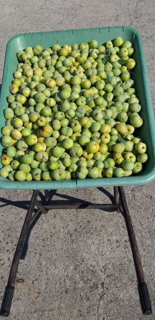 심무재 님의 자두 · 자유게시판 작성글 사진