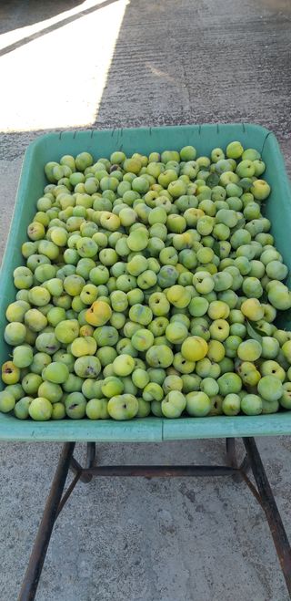 심무재 님의 자두 · 자유게시판 작성글 사진