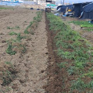 이은화님의 기타작물 · 영농일지 작성글 사진