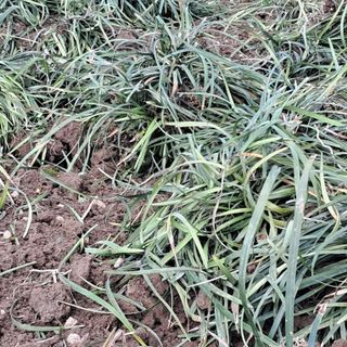 이은화님의 기타작물 · 영농일지 작성글 사진