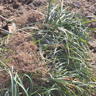 이은화님의 기타작물 · 영농일지 작성글 사진