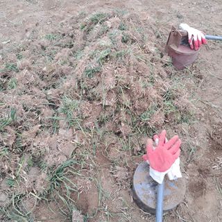 이은화님의 기타작물 · 영농일지 작성글 사진