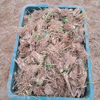 이은화님의 기타작물 · 영농일지 작성글 사진